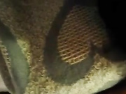 Long black cock makes her cum